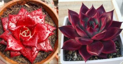 Top 3 địa chỉ bán sen đá đế vương đỏ đẹp