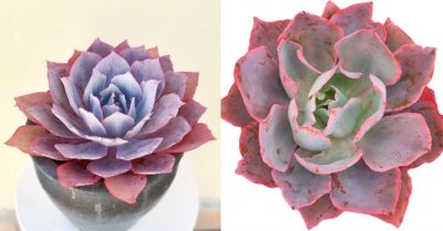 Cách chăm sóc sen đá echeveria và sen đá 10 giờ thái