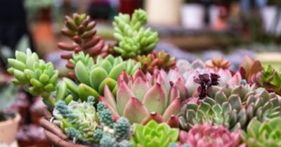 15 địa chỉ bán sen đá Hà Nội đẹp giá rẻ