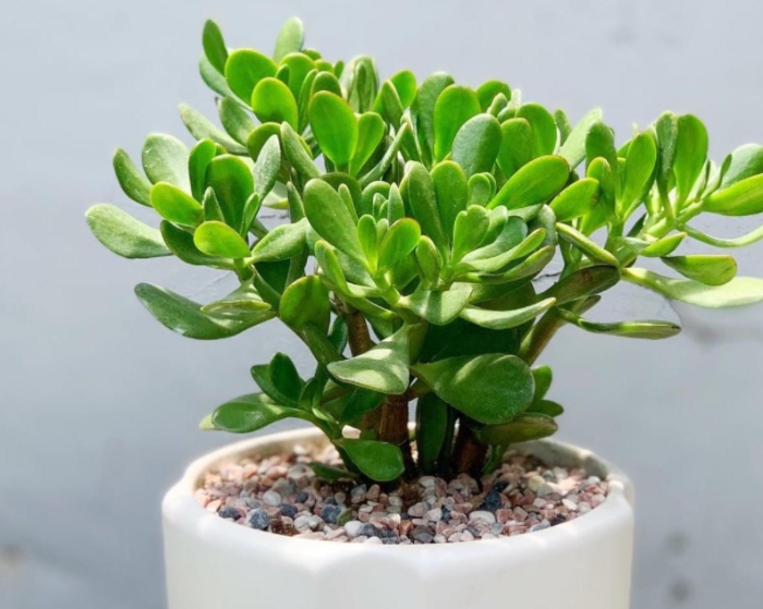 Ưa mát. Nhiệt độ từ 15-35 độ; cần ánh sáng để phát triển; đặt chậu hoa ở nơi có ánh sáng trực tiếp.