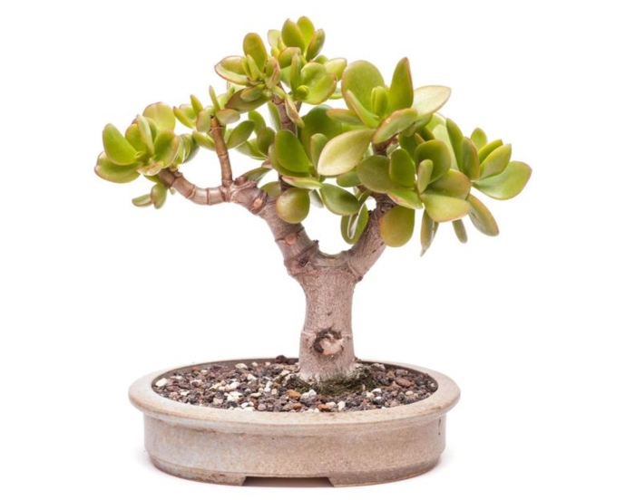 Sen đá ngọc bích; mấy ngày tưới 1 lần; ăn gì; có ưa nước không; để bàn; giá sỉ, địa chỉ bán rẻ, mua ở đâu.