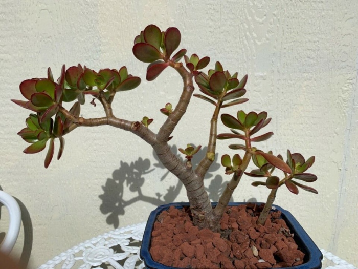 Sen đá ngọc bích – thạch bích mang lại may mắn giàu sang; địa chỉ vườn cây đẹp, mua, bán, giá rẻ.