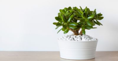 Sen đá ngọc bích mang lại may mắn giàu sang