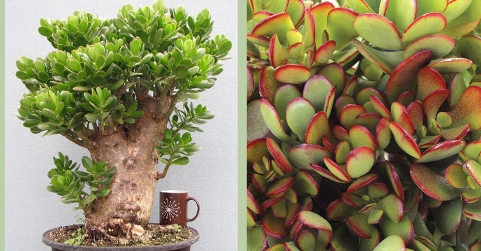 Trồng trong văn phòng, nơi ít ánh nắng, hoa đá các loại đẹp nhất thế giới, mẹo, cách, giống mới.
