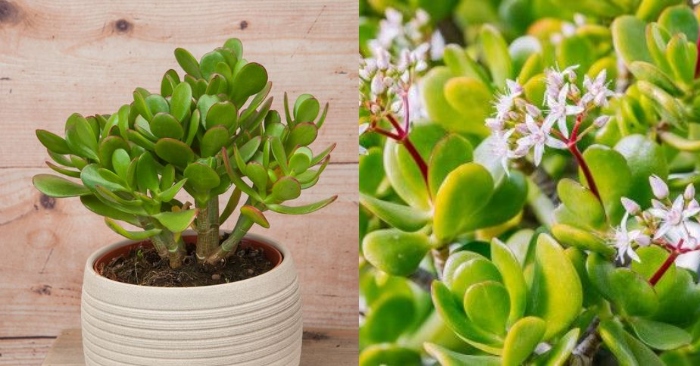 Sen đá bích; Các loại Hàn Quốc; những, hiếm; ra hoa; cách trồng; Tên phổ thông; mua cây tại, rẻ.