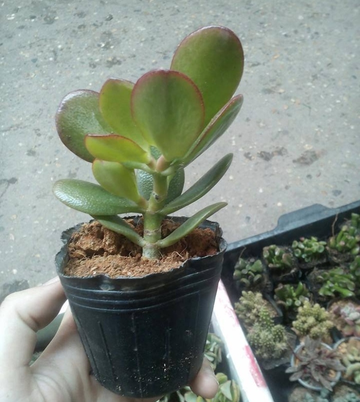 bị sốc nhiệt; Cách chăm sóc khi mới mua về; lá; bị vàng mềm; Tại sao bị úng lá; rụng lá; vàng lá