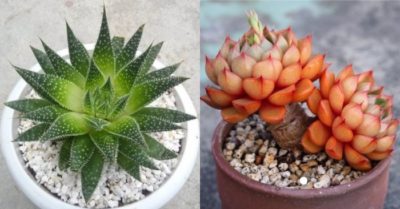 Mua sen đá sao biển – sen đá hải ly ở đâu giá rẻ?