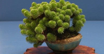 Sen đá sedum – hình dáng nhỏ xinh mang lại nhiều lợi ích thiết thực