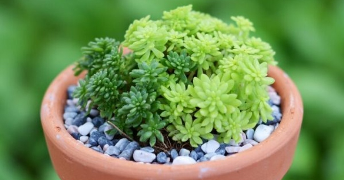 Hoa đá sedum ý nghĩa; có tác dụng gì; đẹp, các loại tên, vàng, xanh, cơm, giá bán tại TPHCM, Hà Nội.