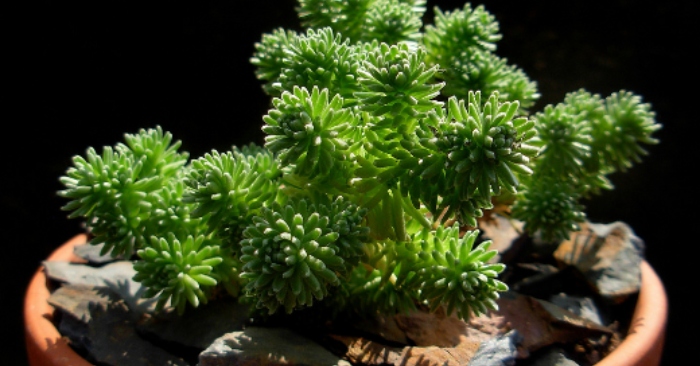 Sen đá sedum - hình dáng nhỏ xinh mang lại nhiều lợi ích thiết thực; có tác dụng gì; hàn quốc, đẹp.