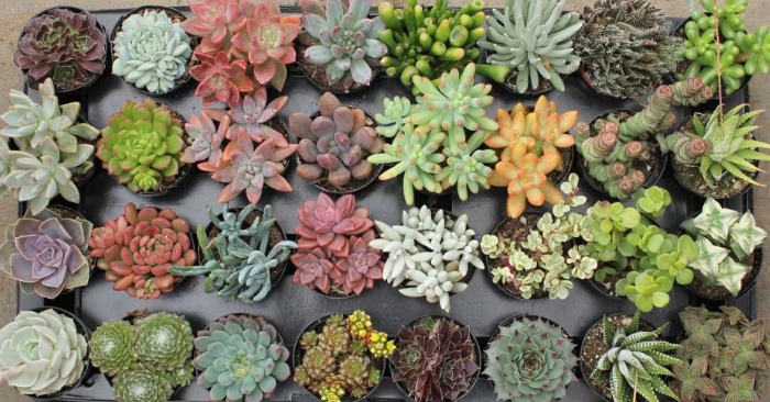 Sen đá sedum hình dáng nhỏ xinh mang lại nhiều lợi ích thiết thực; hoa đồng tiền; hoa hồng đẹp.