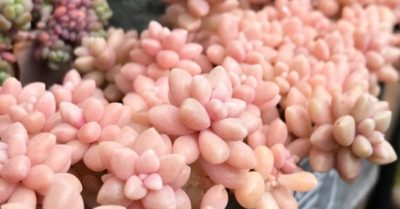 Sen đá sỏi hồng – Cách nhân giống và chăm sóc