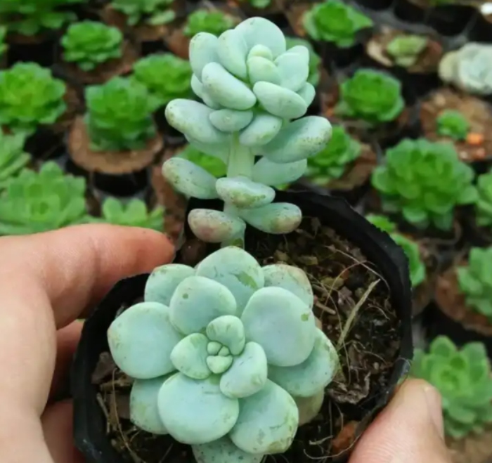 sen đá sỏi thiên thanh tại Lâm Đồng; Đà Lạt, Nha Trang, Khánh Hòa, Đà Nẵng, Vũng Tàu, Đồng Nai.