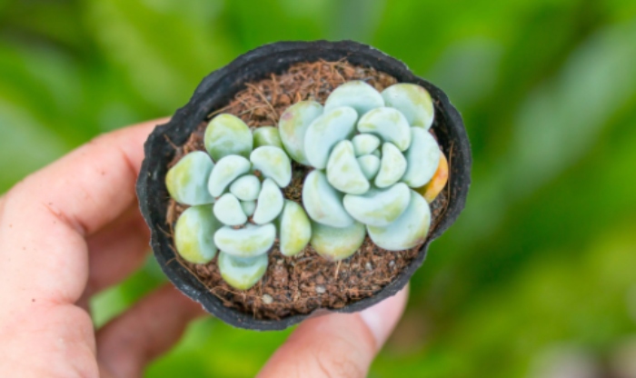 sen đá ngọc thiên thanh 10k; sen mix cùng sedum vảy cá vàng; tạị Lào Cai; giá cạnh tranh, TPHCM, Hà Nội.