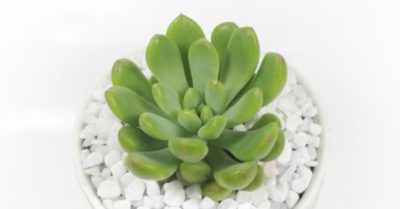 Mẹo nhân giống sen đá thược dược đơn giản mà hiệu quả
