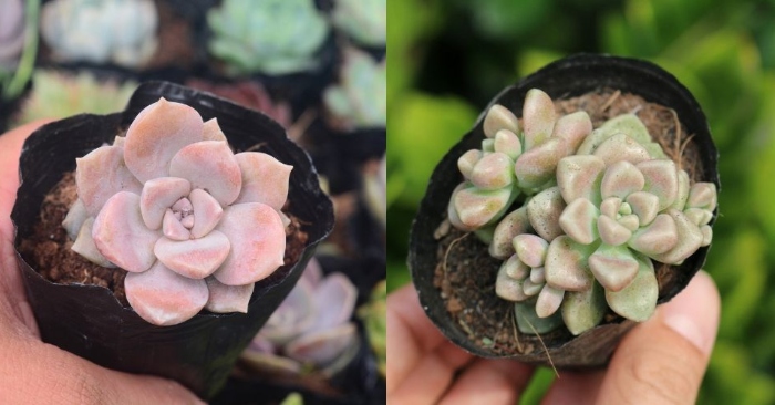 Top 3 địa chỉ bán sen đá hồng mập; sen ở đâu; Thái Bình, Thái Nguyên, Thừa Thiên - Huế, Tiền Giang.