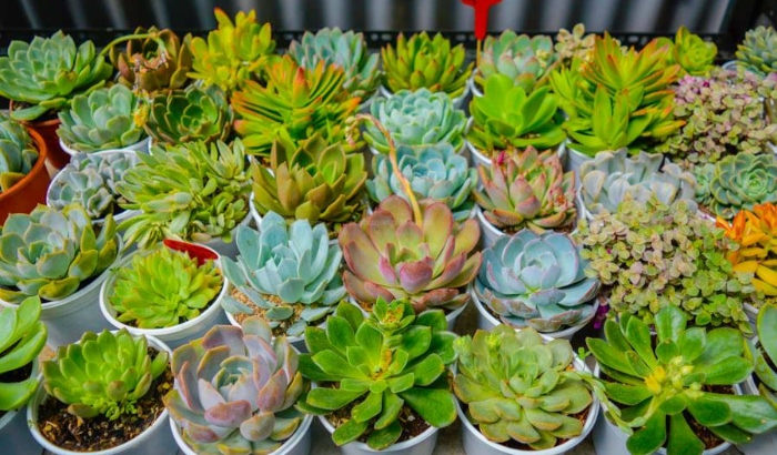 Mua các loại hoa sen đá hồng mập, Đồng Tháp, Khánh Hòa, Kiên Giang, Kon Tum, Lai Châu, Long An.
