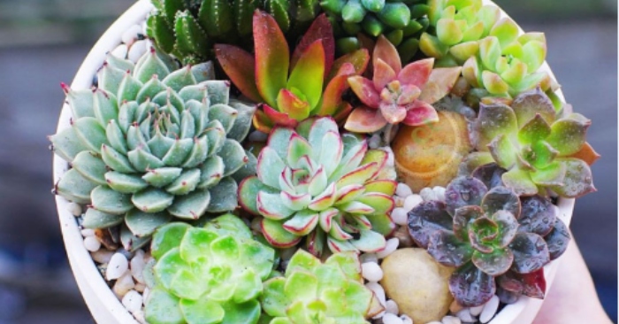 Ý nghĩa hoa đá trong phong thủy; Các loại hoa đá hiếm; Cách chăm sóc; hoa đá là cây gì, giá bán.