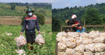 Anh nông dân tặng người Sài Gòn cả 2,5ha củ cải trắng