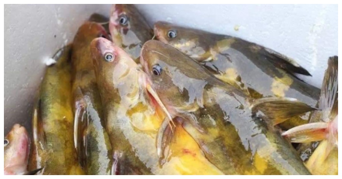 Cá bò vàng đặc sản Sông Đà