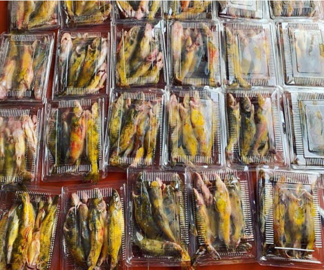 Giá cá bò vàng dao động 220.000-350.000 đồng/kg