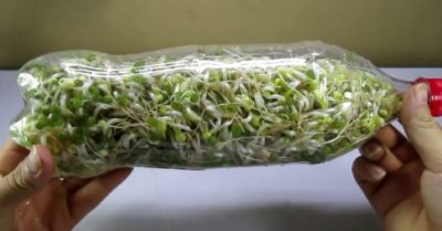 Tự làm rau ăn trong mùa dịch: Cách làm giá đỗ bằng chai nhựa vừa nhanh vừa nhàn không ngờ