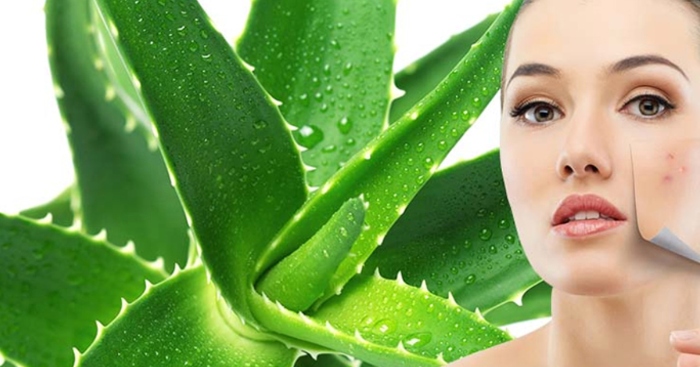 Nha đam để tủ lạnh đắp mặt, món ăn, sữa chua, sinh tố, sử dụng, làm đẹp, cách làm, nha đam, cho da.