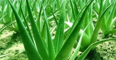 Hình ảnh cây nha đam – Giải pháp thông gió tự nhiên hiệu quả