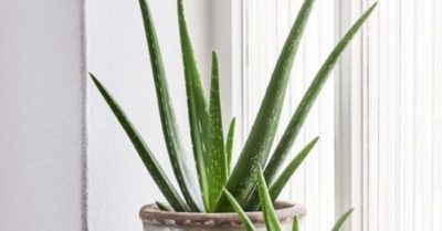 Nha đam giống Mỹ – Đặc điểm cách trồng và chăm sóc cây hiệu quả