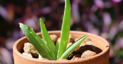 Cách trồng nha đam bằng lá đơn giản dễ thực hiện