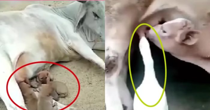 Video: Những vú nuôi bất đắc dĩ trong thế giới loài vật