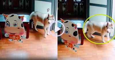 Video: Chó Husky rúc gầm bàn khi thấy ‘bóng bay bò’ trong nhà