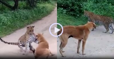 Video: Báo hoa mai bị ‘mắng té tát’ vì vồ chó nhà