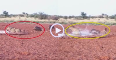 Video: Đàn báo hoa mai trả giả khi muốn chiếm hồ nước làm của riêng