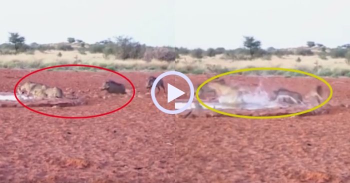 Video: Đàn báo hoa mai tá hỏa vì bị lợn rừng tấn công