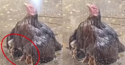Video: Gà mẹ che chở đàn con dưới cơn mưa tầm tã