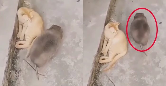 Video: Mèo nín thở khi chuột khổng lồ đi qua