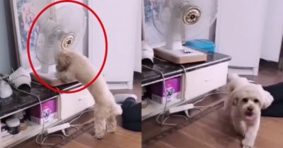 Video: Cún cưng chạy trốn sau khi tắt quạt của cô chủ