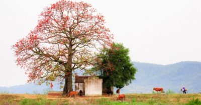 Cây gạo đầu làng: Nhân chứng thầm lặng và bài học bất diệt về cuộc sống
