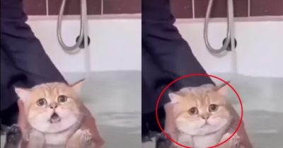 Video: Chú mèo bí xị kêu khóc khi bị sen ép đi tắm