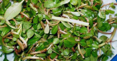 5 loại rau mọc tự nhiên an toàn cho sức khỏe