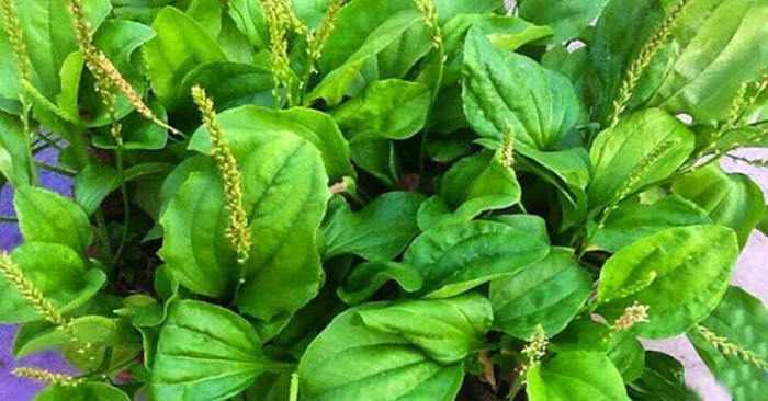 Uống nước cây mã đề và 5 lợi ích tuyệt vời